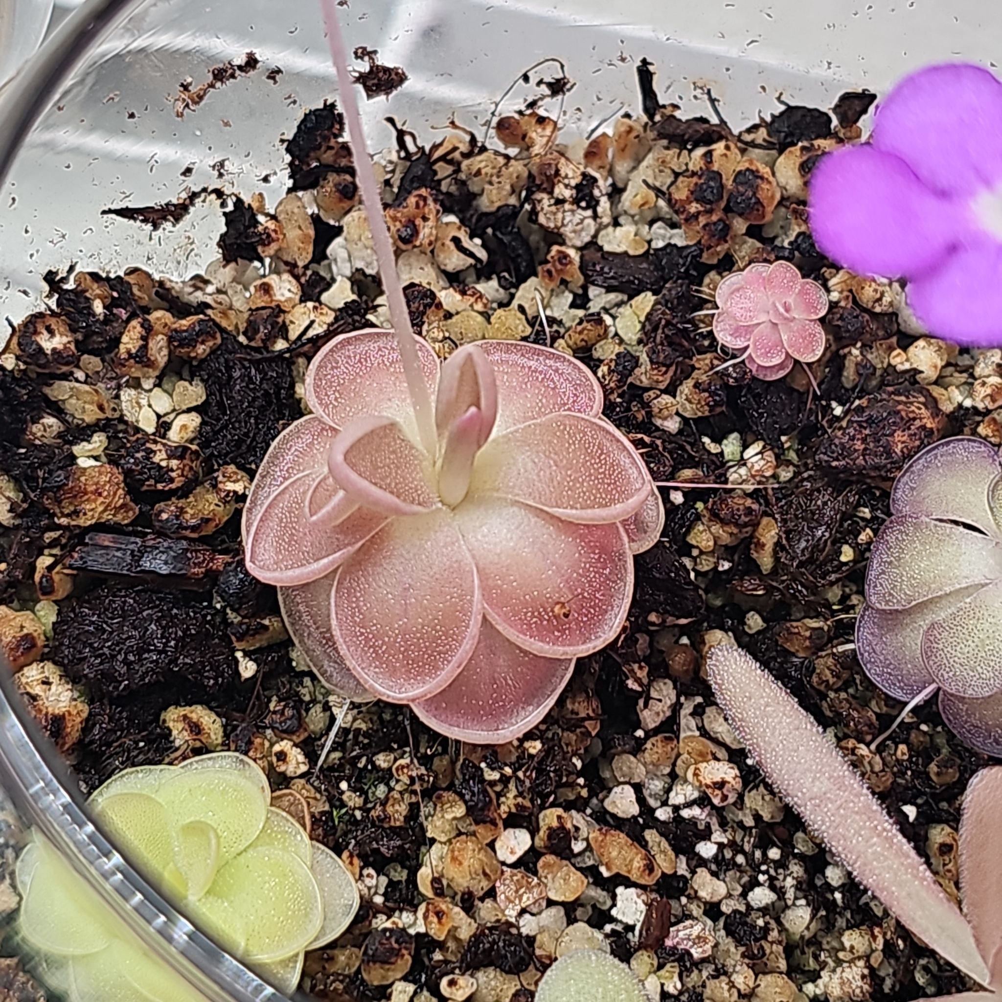Photo of the plant species Pinguicula 'Weser' by @RainaRainB named Konnie on Greg, the plant care app