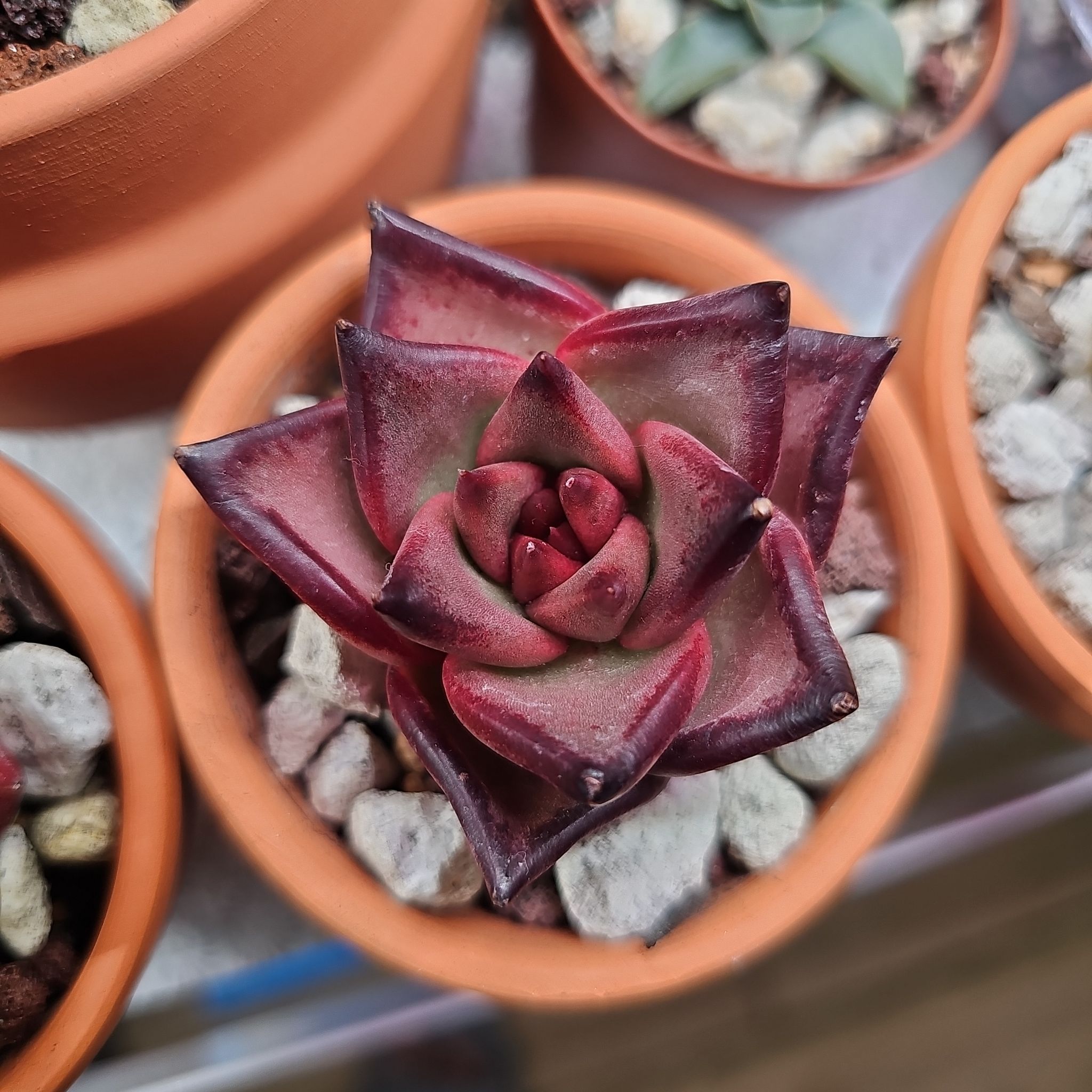Photo of the plant species echeveria Romeo by @RainaRainB named Boldi on Greg, the plant care app