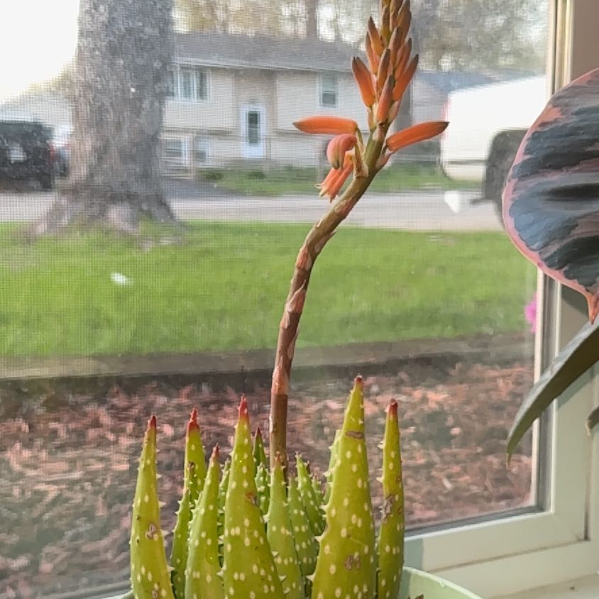 Photo of the plant species Aloe 'Crosby's Prolific' by @StudiousLychee named Harry on Greg, the plant care app