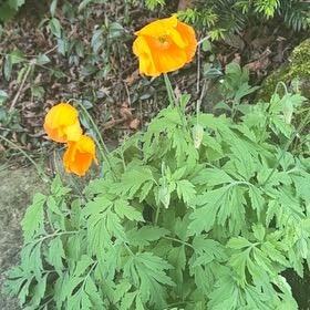 Photo of the plant species Welsh Poppy by @PetRedbetel51 named Beckham on Greg, the plant care app