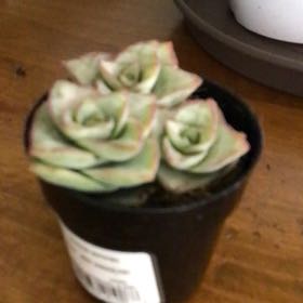 Photo of the plant species String of Buttons by @HappyLily named Sol on Greg, the plant care app
