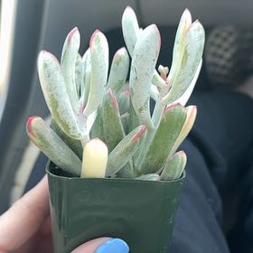 Photo of the plant species Lady Fingers by @KeenFlatpea21 named Sage on Greg, the plant care app