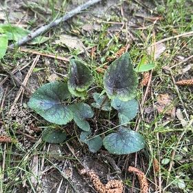 Photo of the plant species Southern Wood Violet by @KookyHairysedge named Dolores on Greg, the plant care app