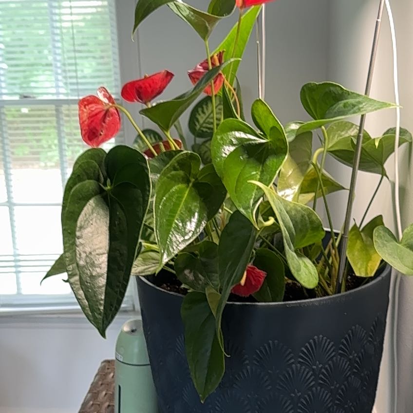 Photo of the plant species Anthurium cirano by @SnappyChia59 named T&T on Greg, the plant care app