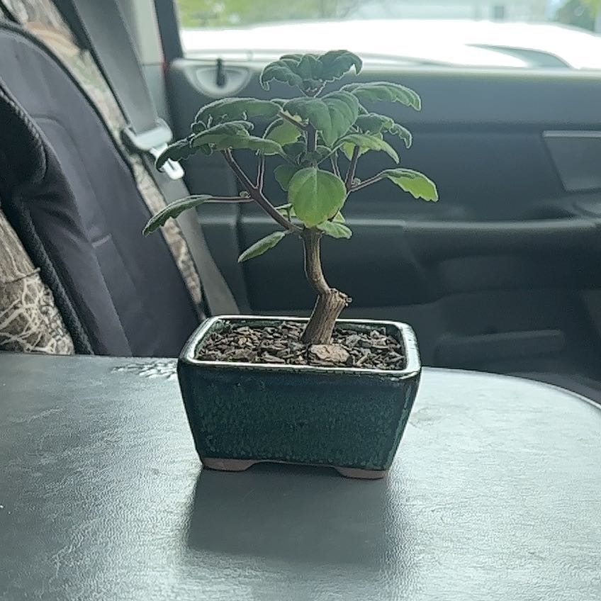 Photo of the plant species Bonsai Mint by @VastTreeheath25 named Lucy on Greg, the plant care app