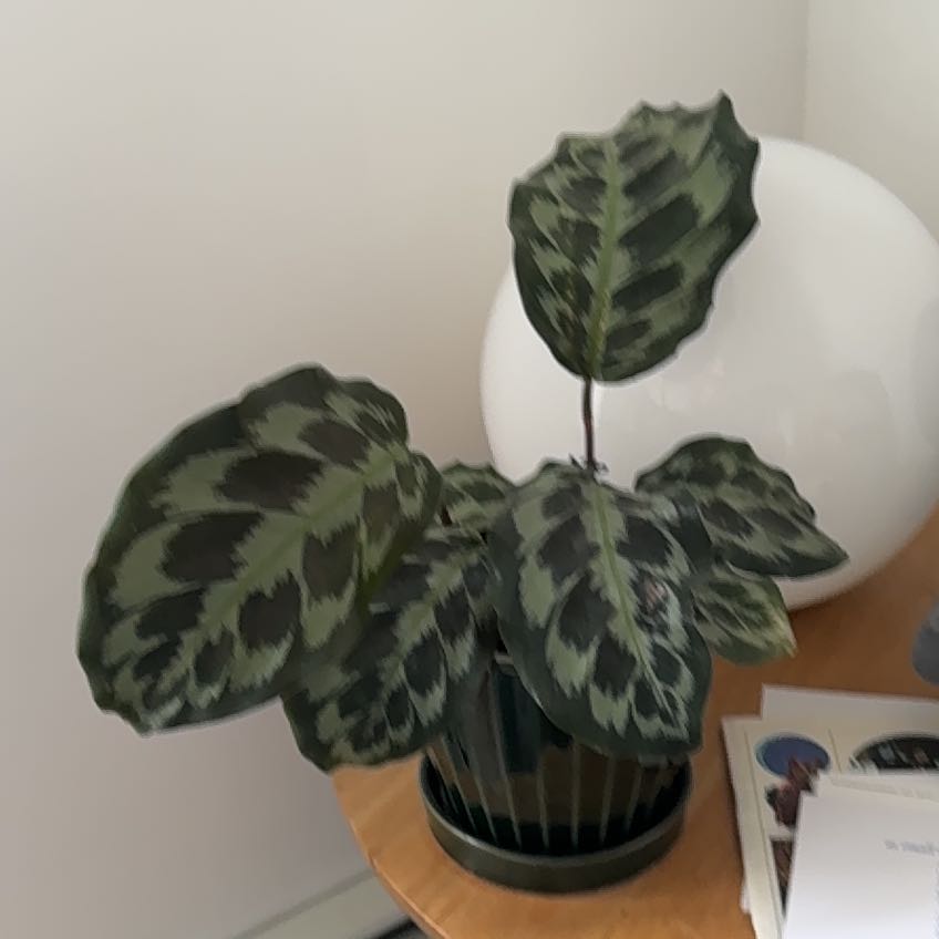 Photo of the plant species Calathea Helen Kennedy by @UpbeatWolfsmilk named Kennedy on Greg, the plant care app