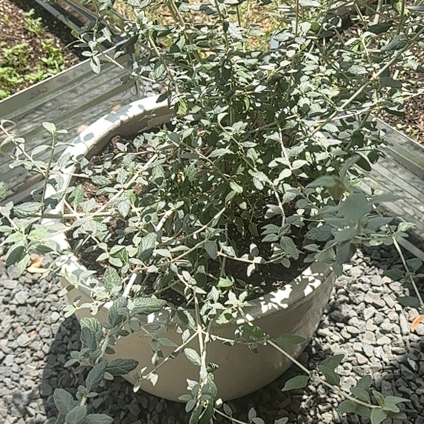 Photo of the plant species Bush Germander by @WittyMirrorbush named James Dean on Greg, the plant care app
