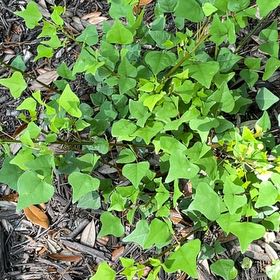 Photo of the plant species Redcardinal by @ElegantCobnut33 named Bieber on Greg, the plant care app