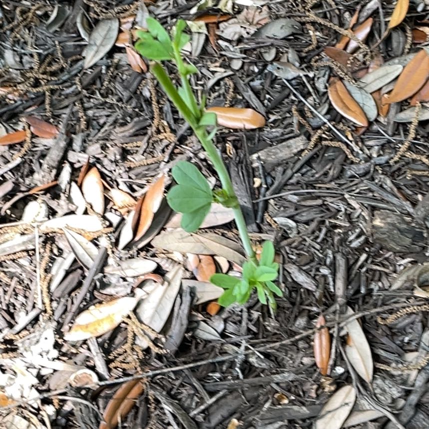 Photo of the plant species Broad Bean by @ElegantCobnut33 named Baesil on Greg, the plant care app
