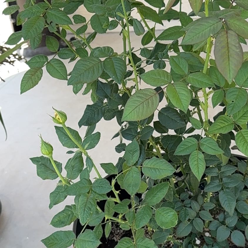 Photo of the plant species New Day Hybrid Tea Rose by @CleanRedsword32 named Leaf Erickson on Greg, the plant care app