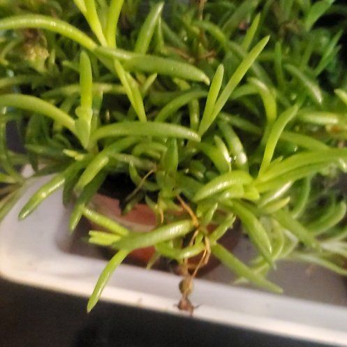 Photo of the plant species Galium floribundum by @BoldHedera3 named Fernie Mercury on Greg, the plant care app