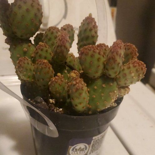 Photo of the plant species Mini Cinnamon Cactus by @BoldHedera3 named Ulysses S Plant on Greg, the plant care app