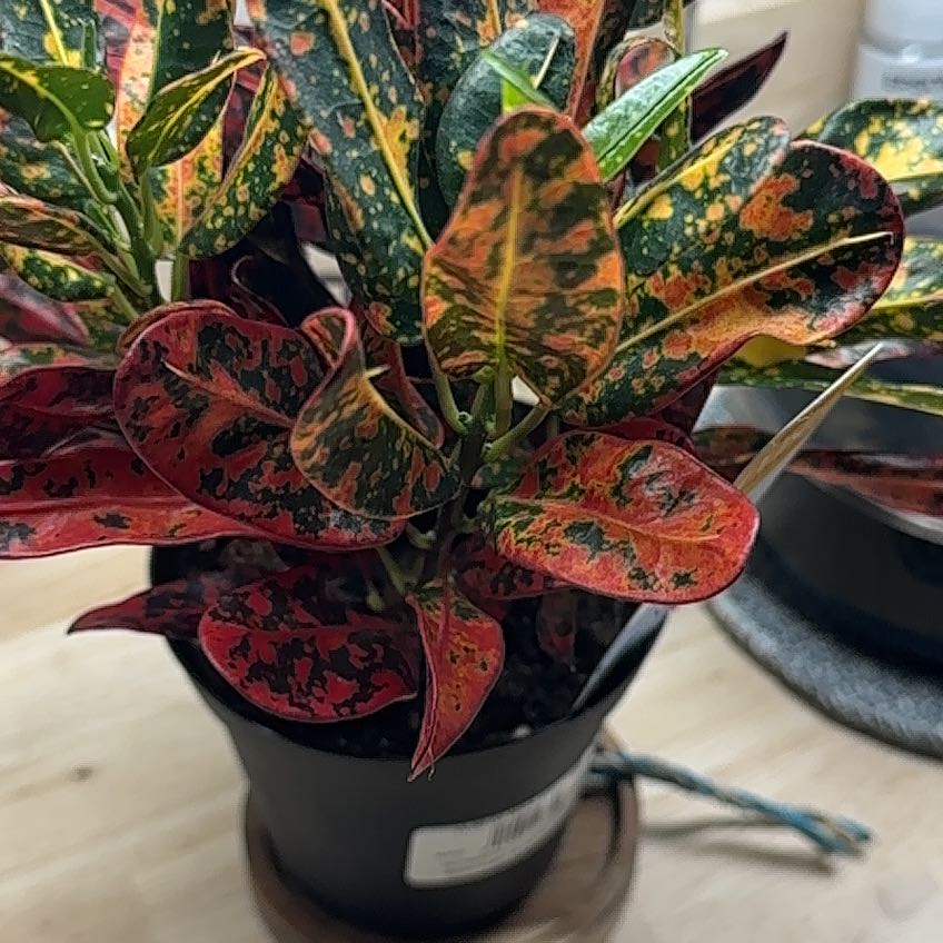 Photo of the plant species Exotic Angel Plant by @KookyPoisonbulb named Tolkien on Greg, the plant care app