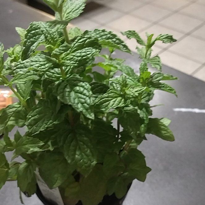 Photo of the plant species Peppermint 'After Eight' by @SwellMira89 named Prince on Greg, the plant care app