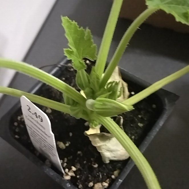 Photo of the plant species Squash 'Commander' by @SwellMira89 named Willow on Greg, the plant care app