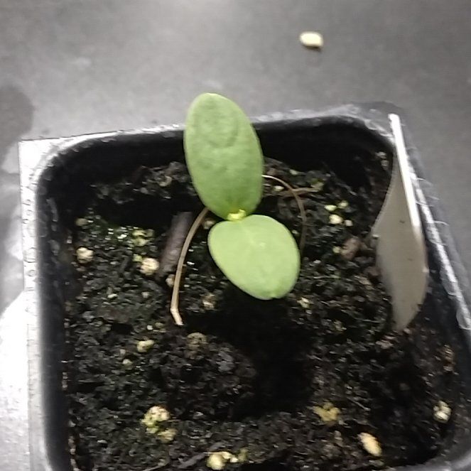Photo of the plant species Hale's Best Jumbo Melon by @SwellMira89 named Leaf Erickson on Greg, the plant care app