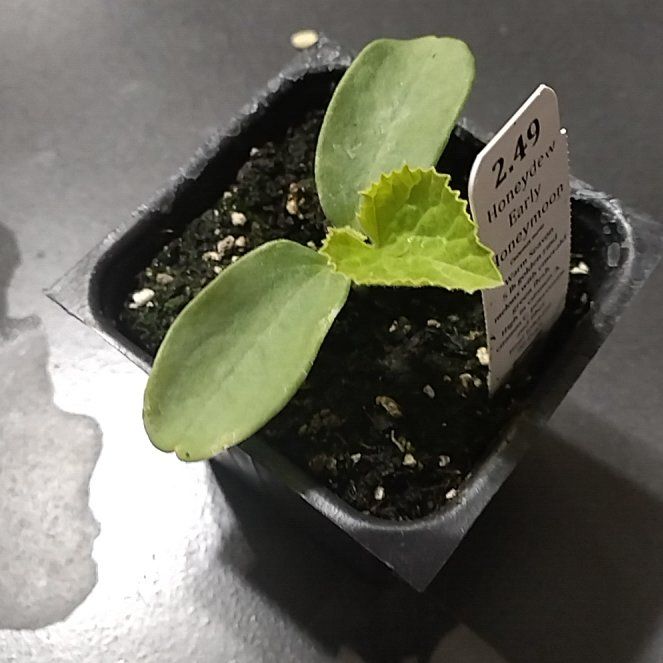 Photo of the plant species Sweet Delight Honeydew Melon by @SwellMira89 named Doja Cat on Greg, the plant care app