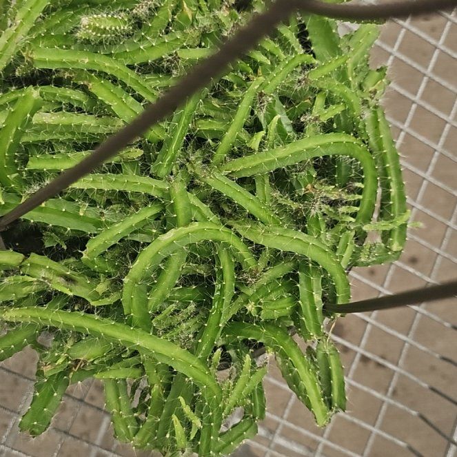 Photo of the plant species Rat Tail Cactus by @FabTaraire11 named Sonora on Greg, the plant care app
