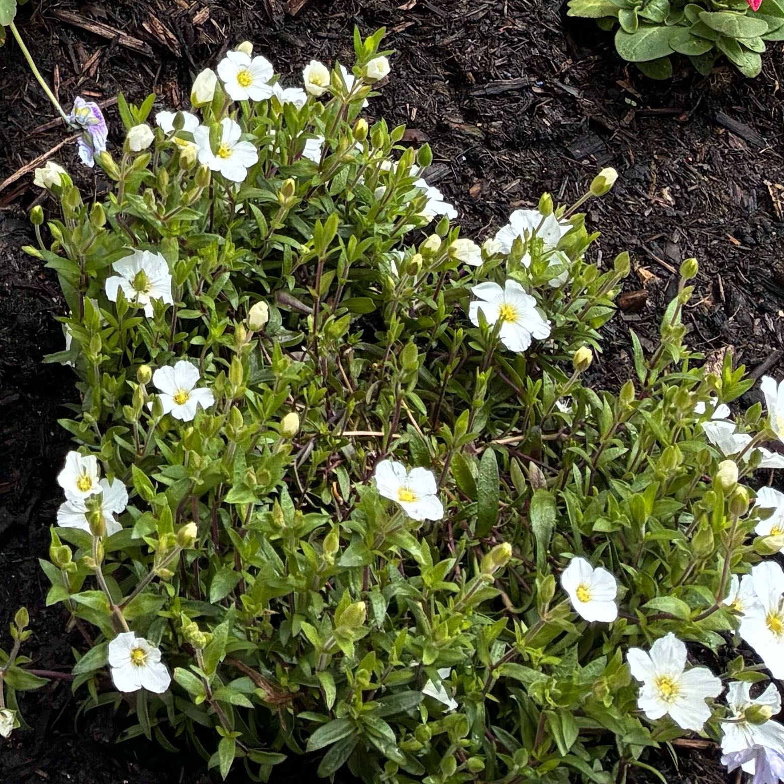 Photo of the plant species Mountain Sandwort by @MeekCoccoon25 named Denali on Greg, the plant care app