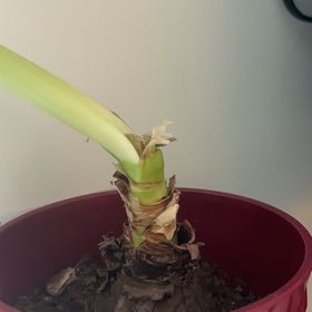 Photo of the plant species Hippeastrum 'White Nymph' by @RichBogbean25 named Queen on Greg, the plant care app