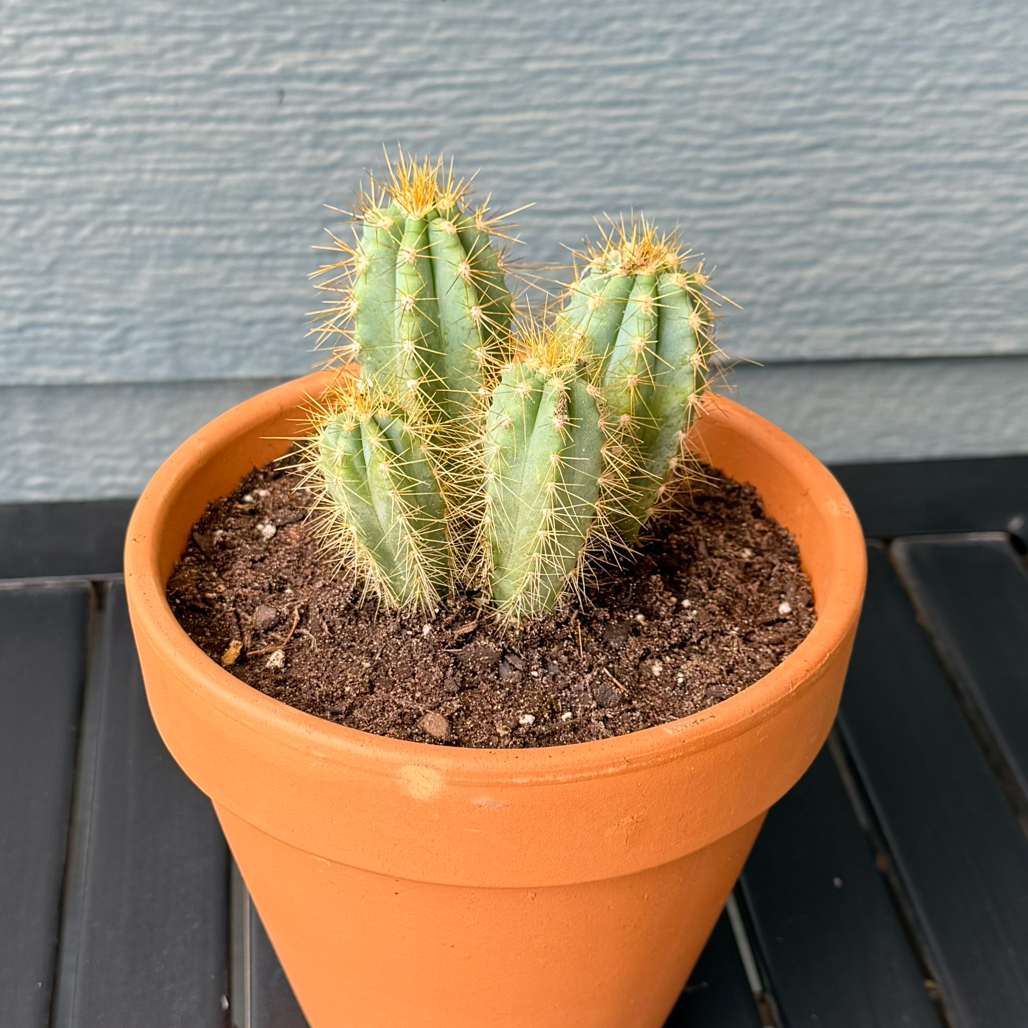 Photo of the plant species Pilosocereus azureus by @ZippyEmmenanthe named Cactus Decimus Meridius on Greg, the plant care app