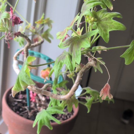 Photo of the plant species Vancouver Centennial Geranium by @QuesterHornwort named D Geranium on Greg, the plant care app