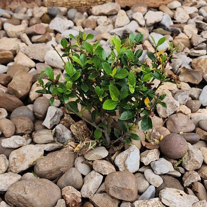 Photo of the plant species Gardenia 'Jubilation' by @GlossyMahoe21 named Perdita on Greg, the plant care app