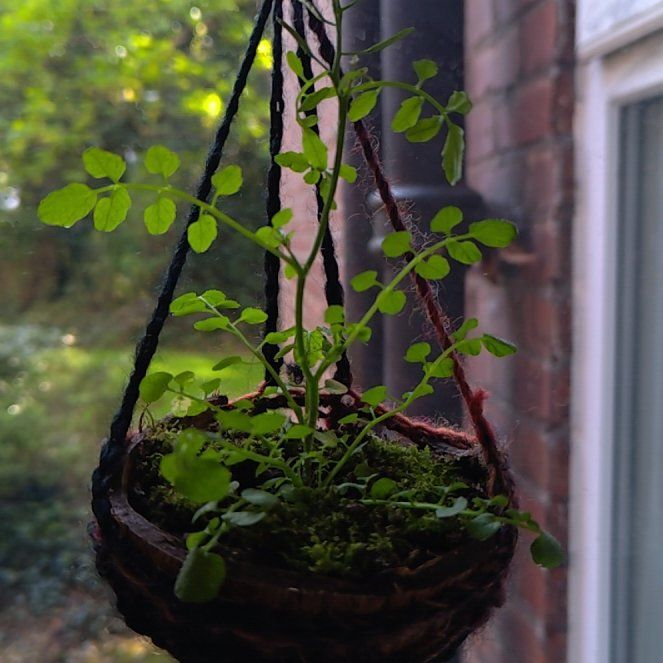 Photo of the plant species Pennsylvania Bittercress by @FreshKaro80 named Penny on Greg, the plant care app