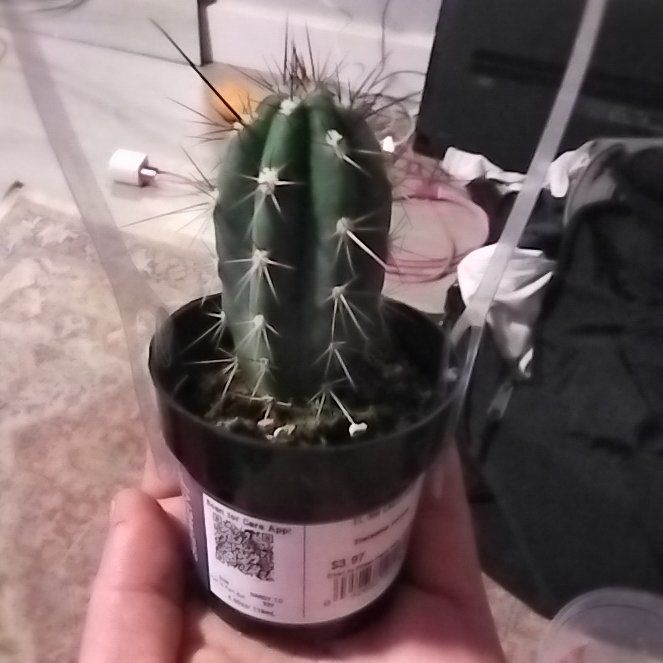 Photo of the plant species Assorted Stetsonia by @TubularCorrea9 named Michelle Branch on Greg, the plant care app