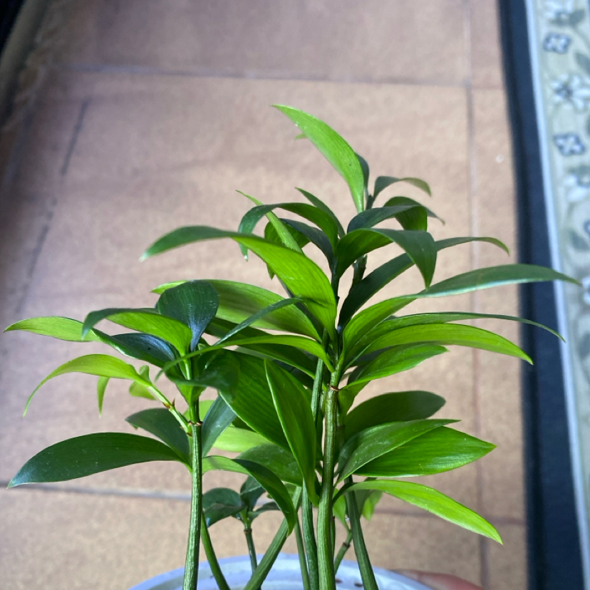 Plant care for Asian Bayberry on Greg, the plant care app
