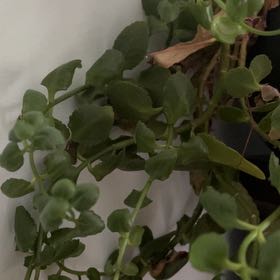 Photo of the plant species American Golden Saxifrage by @UnbrokenRedflax named Figyonce on Greg, the plant care app