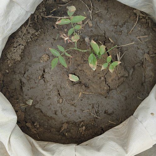 Photo of the plant species Arabian Pea by @GemCowslip16 named Morgan Treeman on Greg, the plant care app
