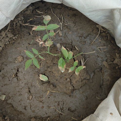 Photo of the plant species Arabian Pea by @GemCowslip16 named Gaga on Greg, the plant care app