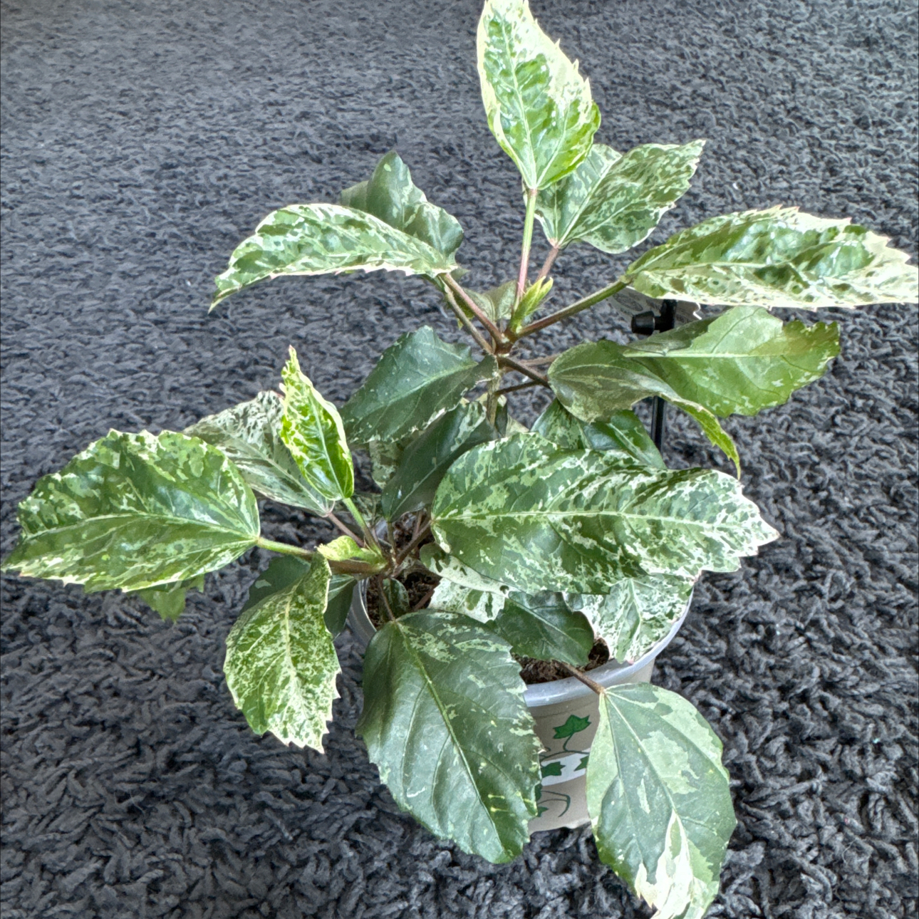 Photo of the plant species Tri-colour Variegated Hibiscus by @Larakoenkie named Bernita on Greg, the plant care app