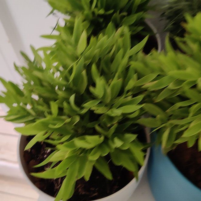 Photo of the plant species Bamboo baby panda by @FormallyPansy95 named Darwin on Greg, the plant care app