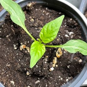 Photo of the plant species Giant Marconi Pepper by @PromptRedflax96 named ChloroPhil on Greg, the plant care app