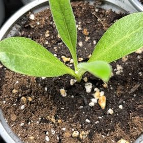 Photo of the plant species Green Globe Artichoke by @PromptRedflax96 named Elle on Greg, the plant care app