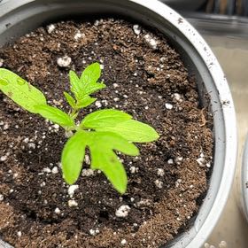 Photo of the plant species Tomato 'Black Cherry' by @PromptRedflax96 named Naomi on Greg, the plant care app