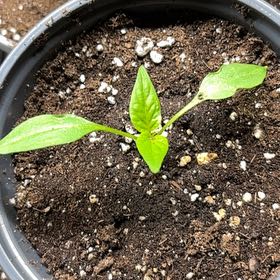 Photo of the plant species Giant Marconi Pepper by @PromptRedflax96 named Osmo on Greg, the plant care app