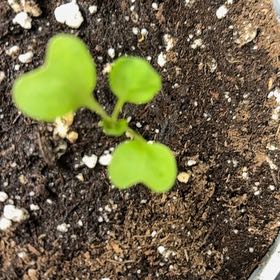 Photo of the plant species Brussel Sprout by @PromptRedflax96 named Tolkien on Greg, the plant care app