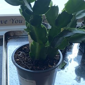 Photo of the plant species Christmas Cactus by @ZingyBacopa2 named Gregory on Greg, the plant care app