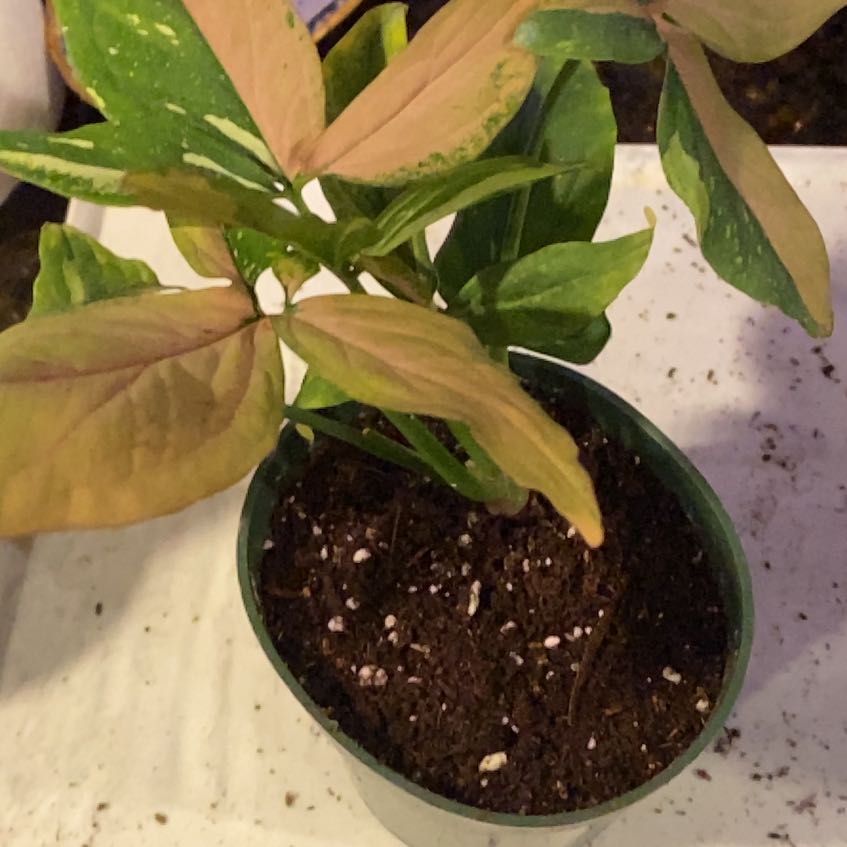 Photo of the plant species Syngonium 'Pink Spot' by @ZingyBacopa2 named Athena on Greg, the plant care app