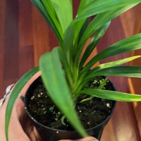 Photo of the plant species Pandan by @ZingyBacopa2 named Hamilton on Greg, the plant care app