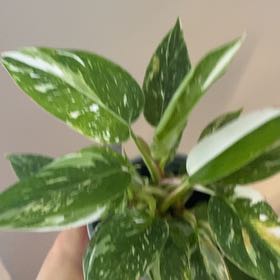 Photo of the plant species White Knight Philodendron by @ZingyBacopa2 named Maya on Greg, the plant care app