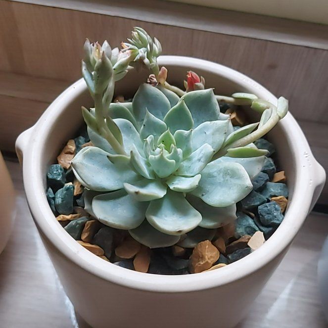 Photo of the plant species Echeveria Esther by @SwiftLavender2 named Tree Diddy on Greg, the plant care app