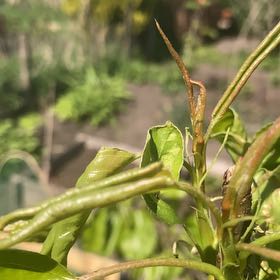Photo of the plant species Northern Needleleaf by @FoxyShangrila59 named Winston on Greg, the plant care app