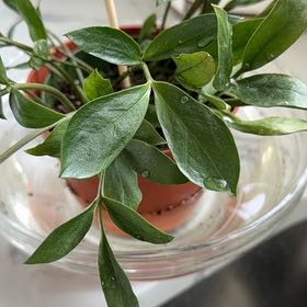 Photo of the plant species Box Holly by @CaredforMastic named Huckleberry Fern on Greg, the plant care app