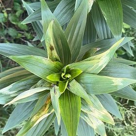 Photo of the plant species Martagon Lily by @LucentColeus43 named Oscar on Greg, the plant care app