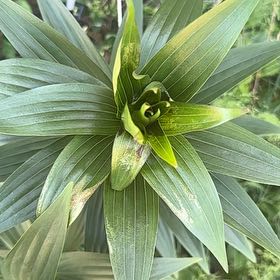 Photo of the plant species Martagon Lily by @LucentColeus43 named Naomi on Greg, the plant care app