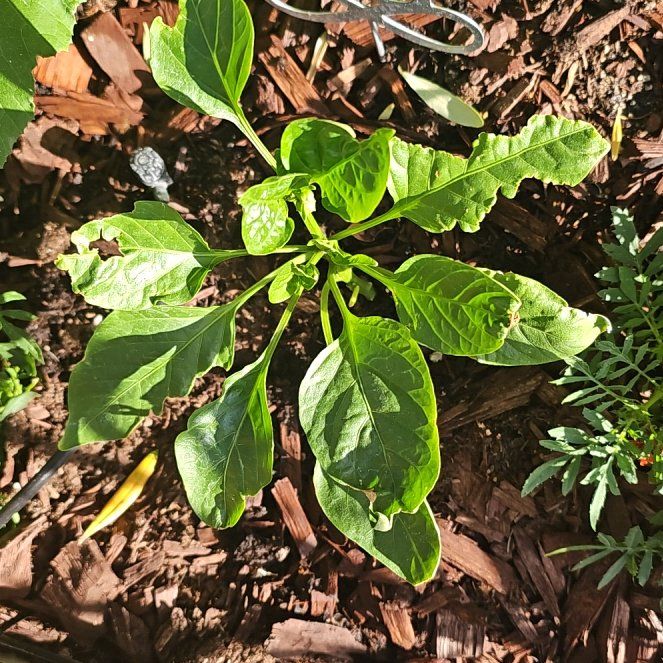 Photo of the plant species Sweet Bell Blend Sweet Pepper by @ComicalOcotillo named Elle on Greg, the plant care app
